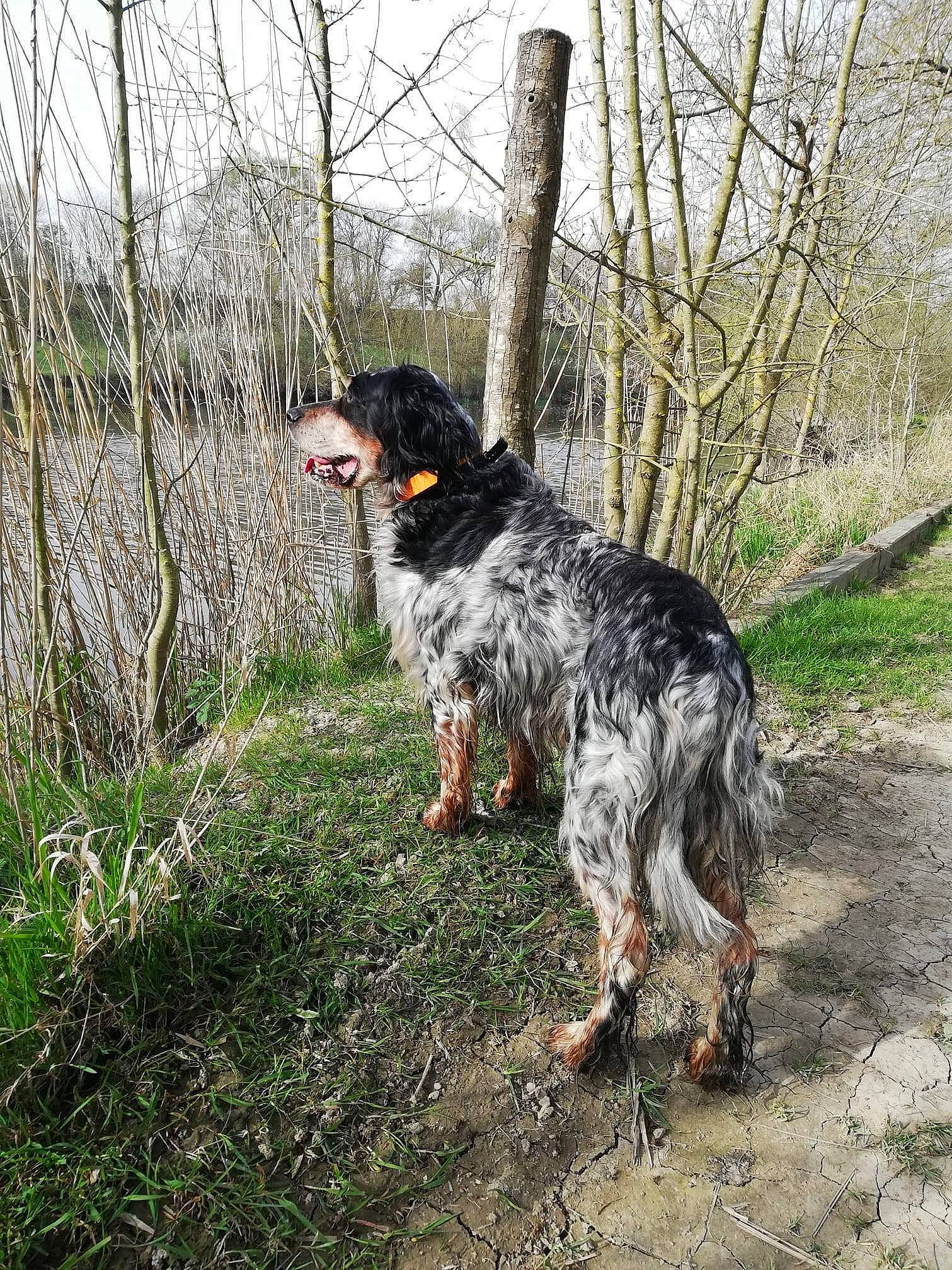 Elton a rejoint le concours — aidez-le/la à gagner de superbes lots ! canidae, carnivore, companion_dog, dog, dog_breed, fawn, grass, guard_dog, military_camouflage, plant, sky, snout, spaniel, sporting_group, tail, texas_heeler, tree, walking, water_dog, working_dog