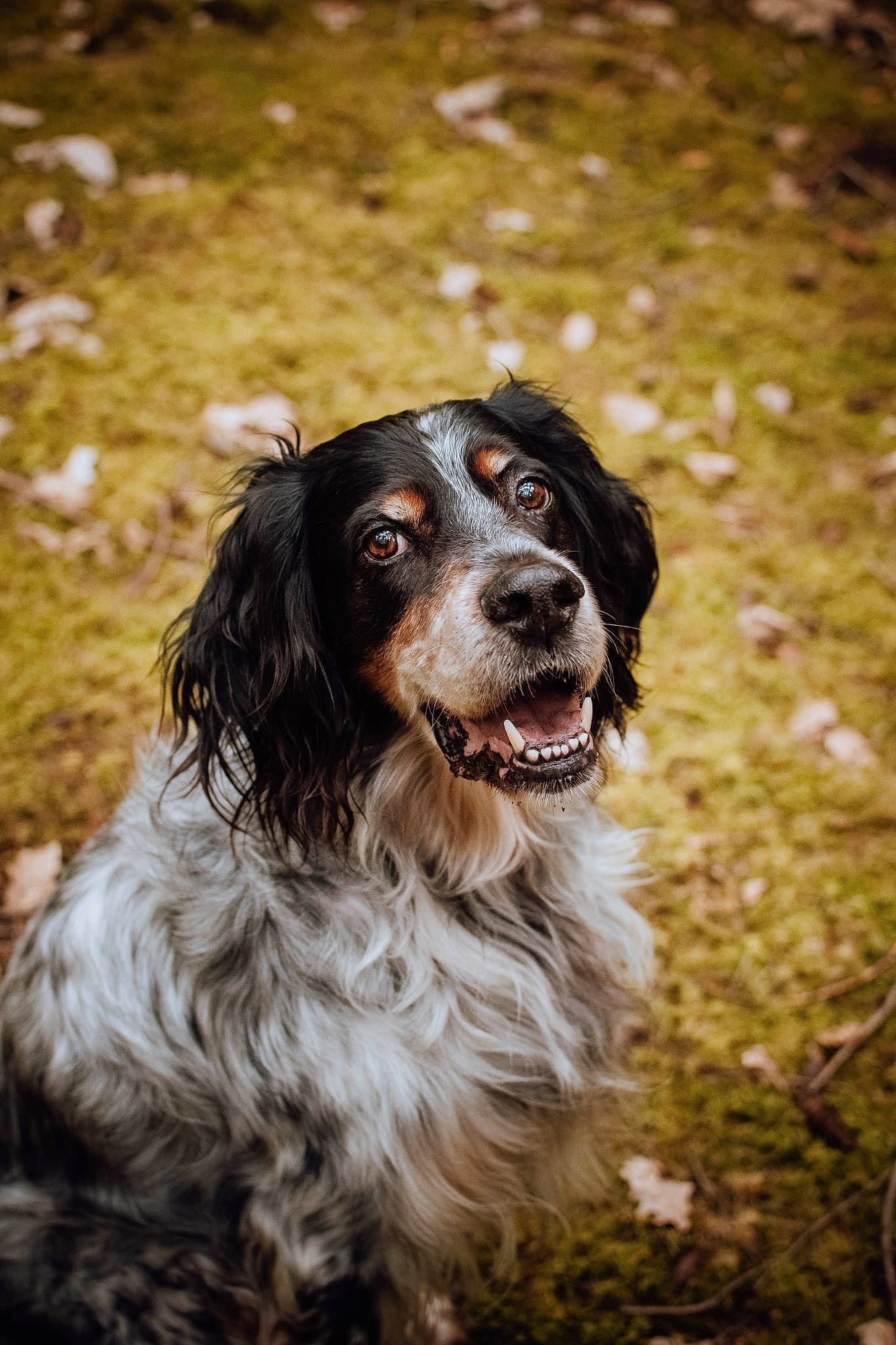 Elton participe au concours pour gagner de l'argent avec cette photo : australian_shepherd, canidae, carnivore, cocker_spaniel, companion_dog, dog, dog_breed, fur, grass, gun_dog, hunting_dog, liver, plant, russian_spaniel, snout, spaniel, sporting_group, terrestrial_animal, whiskers, working_dog