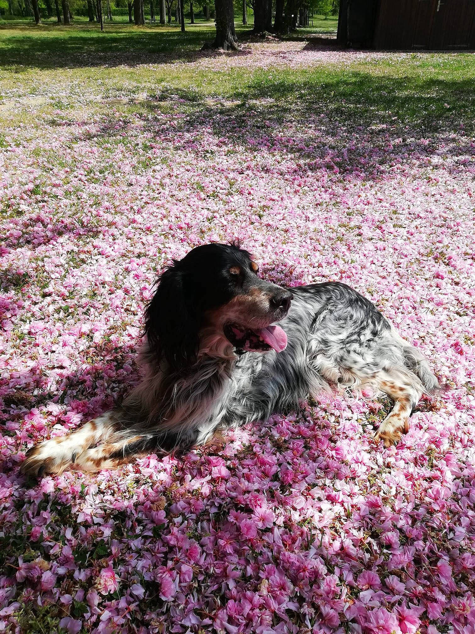 Elton participe au concours pour gagner de l'argent avec cette photo : annual_plant, carnivore, companion_dog, dog, dog_breed, flower, garden, grass, groundcover, landscape, landscaping, leisure, magenta, petal, pink, plant, shrub, sporting_group, tree, trunk