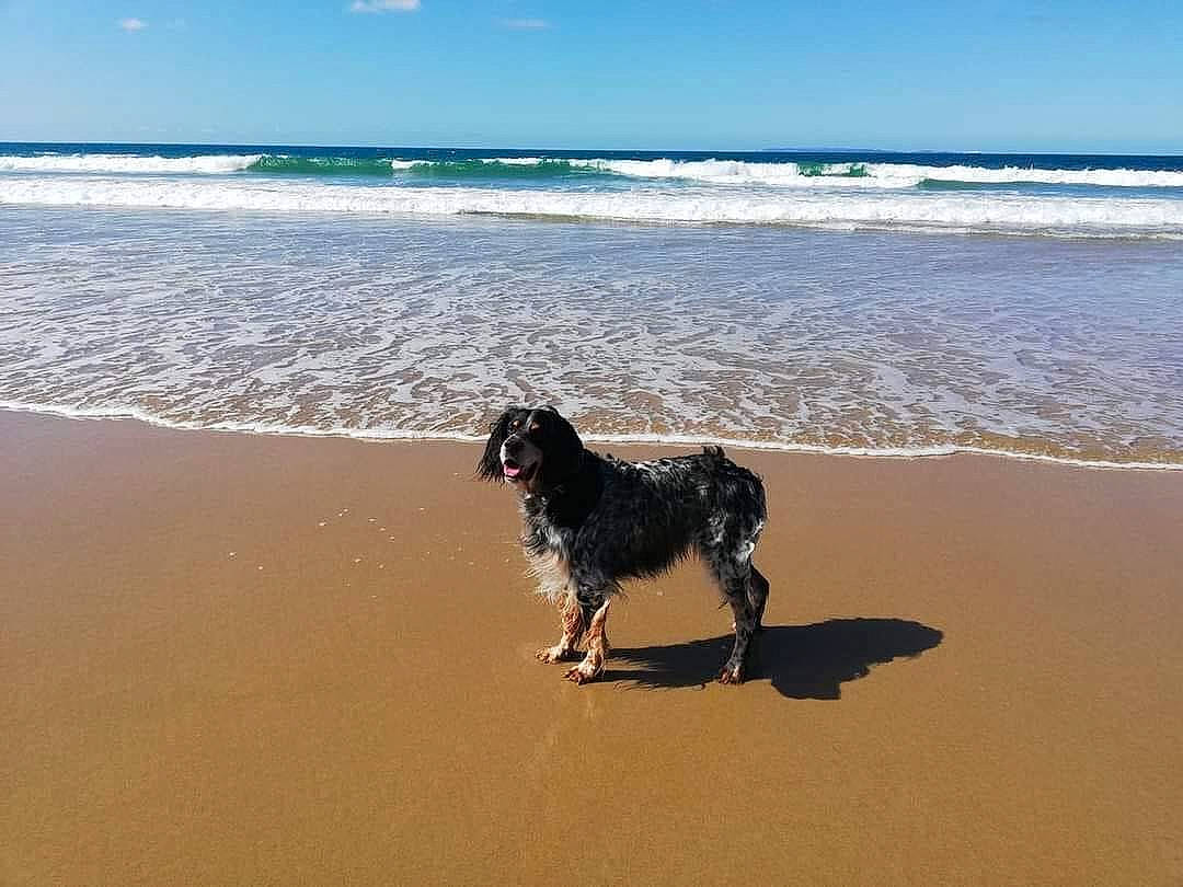 Elton participe au concours pour gagner de l'argent avec cette photo : azure, beach, calm, canidae, carnivore, cloud, coastal_and_oceanic_landforms, companion_dog, dog, dog_breed, fawn, horizon, landscape, sand, sky, sporting_group, water, wave, wind_wave, working_animal