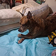 Roxie joined the competition — help win amazing prizes! dog, bed, pillow, blanket, indoor, furniture, wall_decor, necklaces, brindle, canine, resting, blue_sheet, fabric, room, domestic, pet, sleeping_area, cozy, casual, clutter