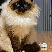 Apple participe au concours pour gagner de l'argent avec cette photo : cat, fluffy, blue_eyes, sitting, table, indoor, portrait, fur, pet, animal, cute, domestic_cat, close_up, whiskers, feline, looking_at_camera, soft_light, brown, white, background_blur