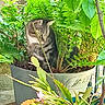 cat, tabby, plant_pot, fern, greenery, leaf, flower, outdoor, nature, pet, animal, hiding, shy, feline, garden, potted_plant, closeup, curious, sitting, foliage