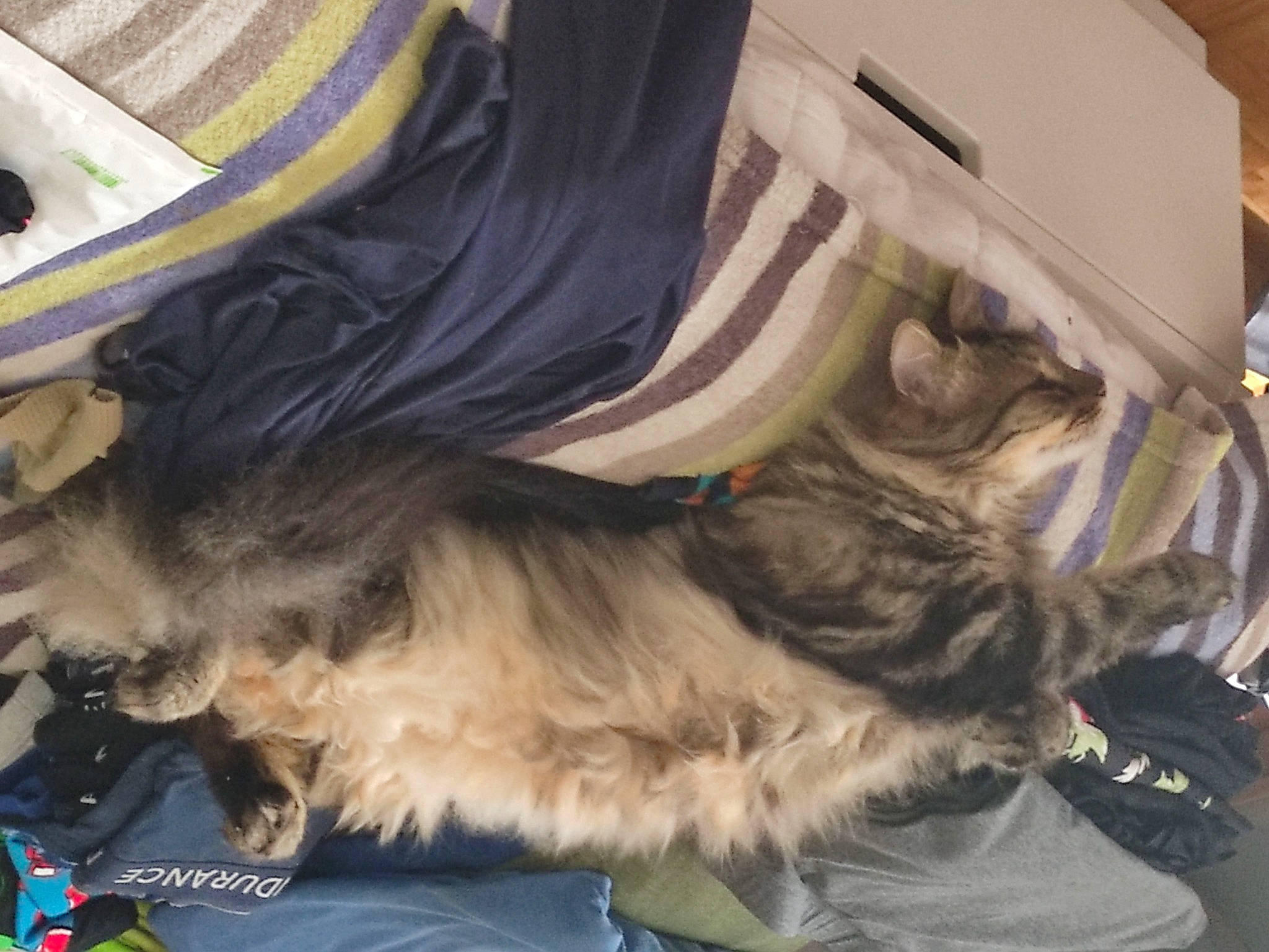 Mitsu participe au concours pour gagner de l'argent avec cette photo : canidae, carnivore, claw, comfort, companion_dog, dog, dog_breed, felidae, fur, liver, nap, small_terrier, small_to_medium_sized_cats, snout, sporting_group, tail, terrier, toy_dog, whiskers, working_animal