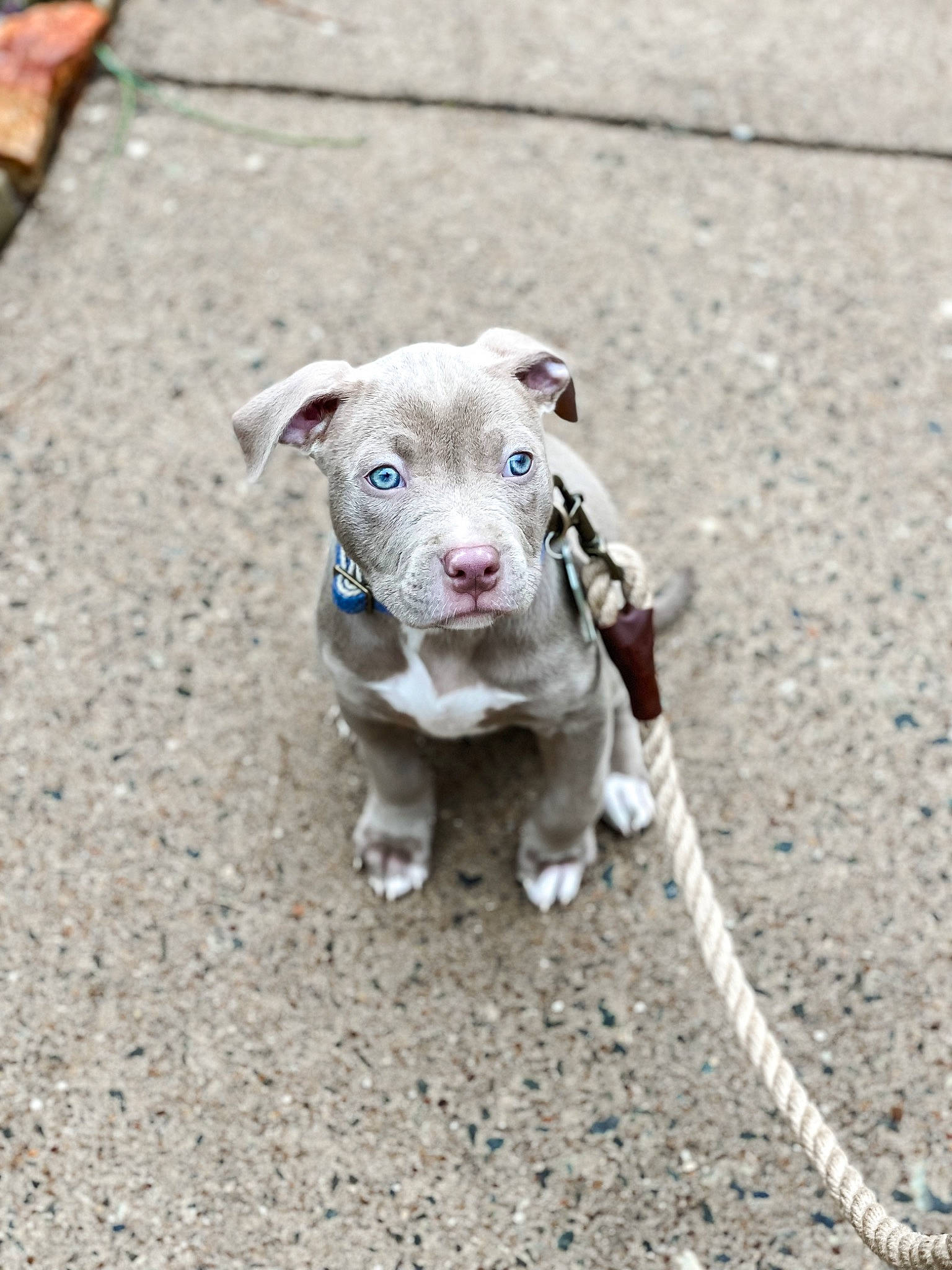 Roxy joined the competition — help win amazing prizes! asphalt, canidae, carnivore, collar, companion_dog, concrete, dog, dog_breed, dog_clothes, dog_collar, fawn, leash, road, road_surface, sidewalk, soil, sporting_group, tail, toy, working_animal