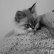 Snow participe au concours pour gagner de l'argent avec cette photo : kitten, cat, fluffy, pet, blanket, patterned_blanket, indoor, cute, animal, feline, young_cat, fur, resting, cozy, monochrome, black_and_white, curious, soft, small, domestic_animal