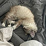 Snow a rejoint le concours — aidez-le/la à gagner de superbes lots ! kitten, sleeping, cat, fur, bed, blanket, cozy, resting, cute, animal, pet, indoor, soft, white, grey, nap, relaxation, feline, domestic_animal, fur_pattern