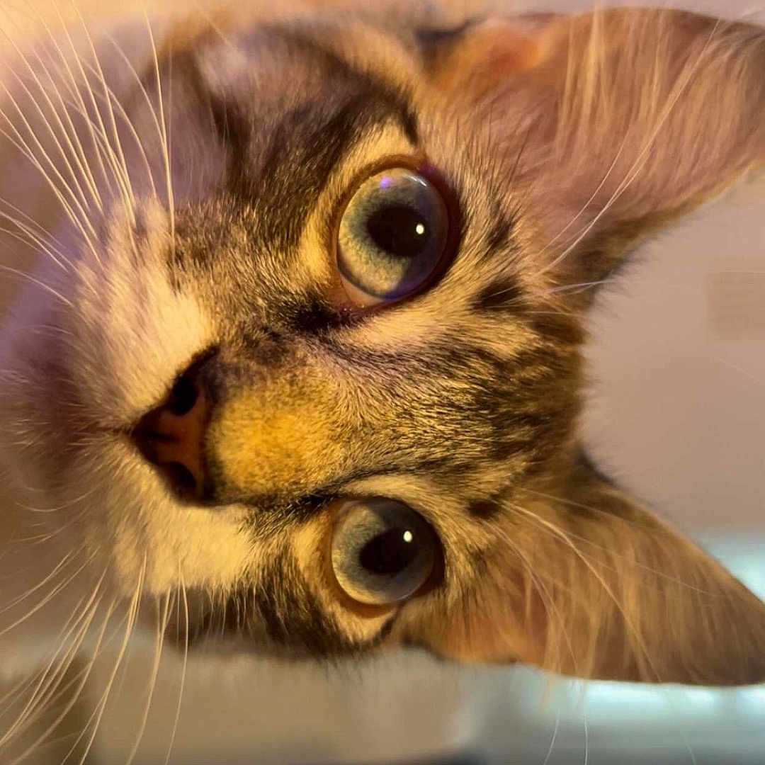 Snow a rejoint le concours — aidez-le/la à gagner de superbes lots ! animal, background_blur, cat, close_up, curious, cute, domestic, ears, eyes, face, feline, focus, fur, indoor, nose, pet, portrait, soft_light, tabby, whiskers