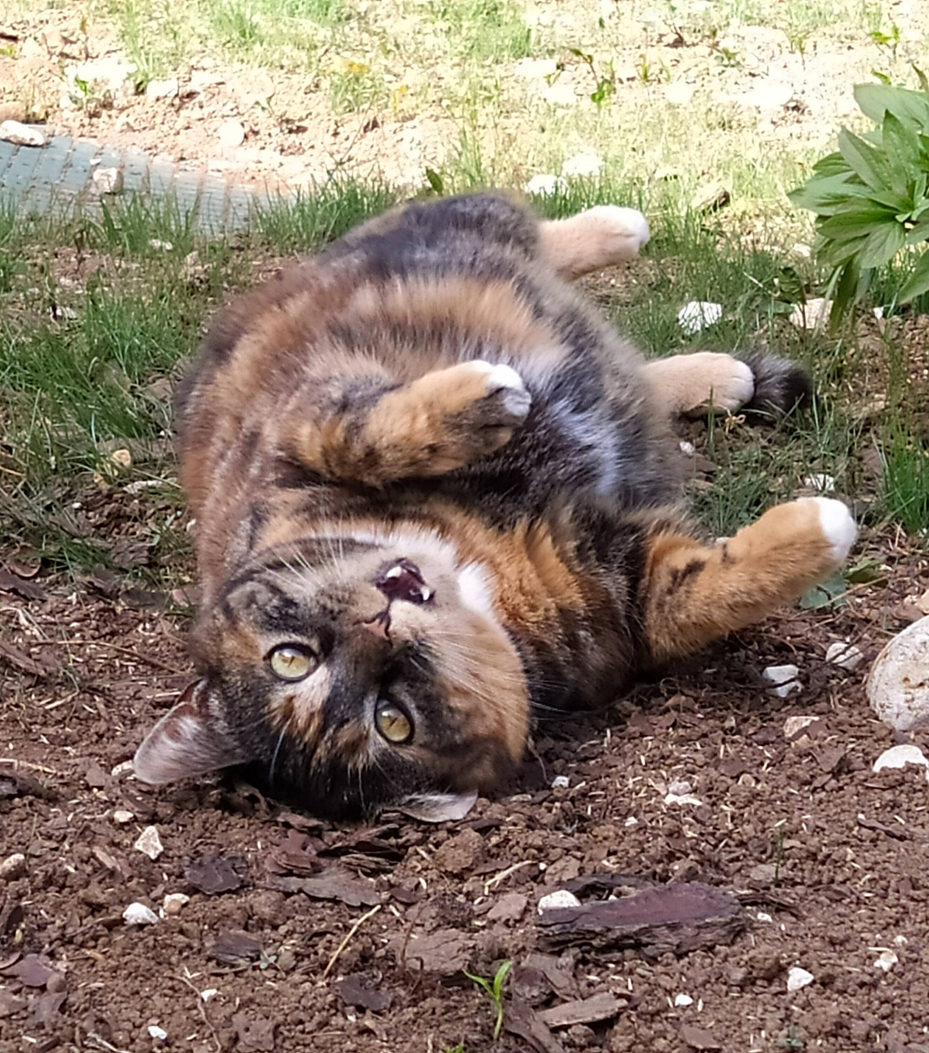 Fraise participe au concours pour gagner de l'argent avec cette photo : carnivore, cat, domestic_short_haired_cat, european_shorthair, felidae, fur, grass, mammal, plant, small_to_medium_sized_cats, snout, soil, tabby_cat, whiskers, wild_cat, wildlife