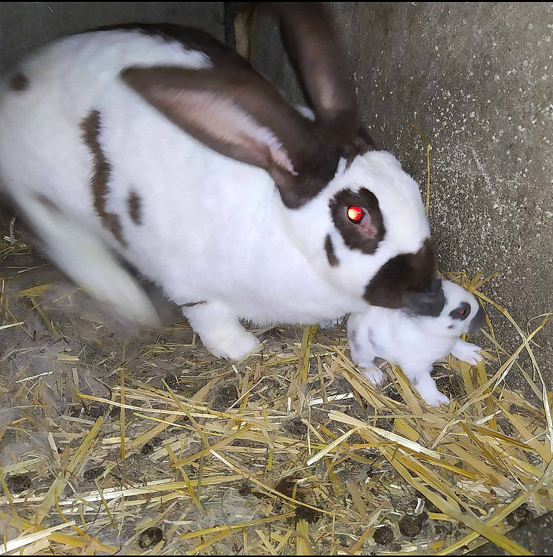 Guimauve participe au concours pour gagner de l'argent avec cette photo : domestic_rabbit, hare, organism, rabbit, rabbits_and_hares, terrestrial_animal