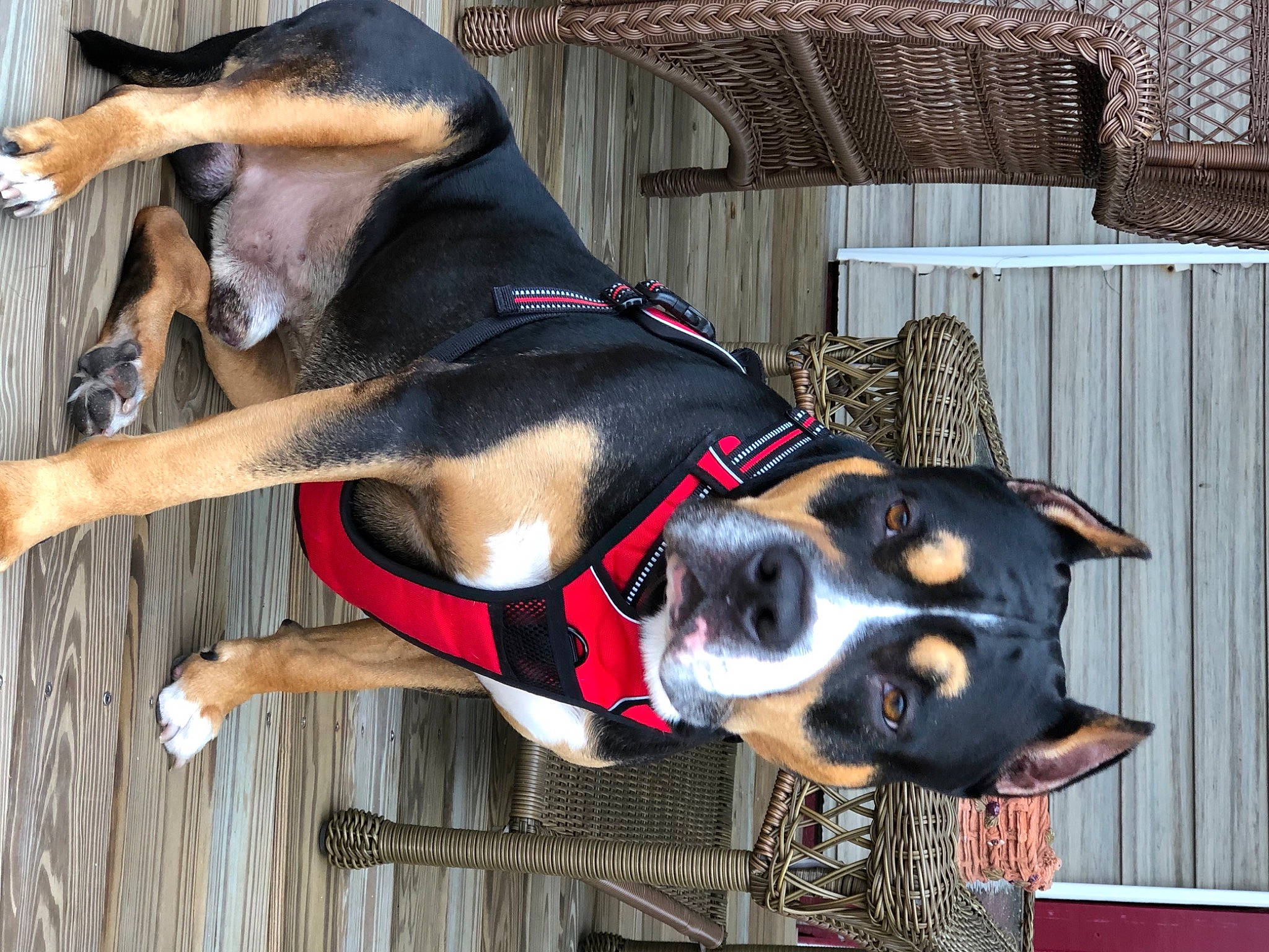 Riot joined the competition — help win amazing prizes! canidae, carnivore, collar, companion_dog, dog, dog_breed, dog_collar, dog_supply, fawn, guard_dog, montenegrin_mountain_hound, pet_supply, snout, sporting_group, tail, terrestrial_animal, window, wood, working_animal, working_dog