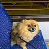dog, pomeranian, pet, animal, indoor, seat, blue, window, car, night, urban, leash, fur, cute, small_dog, looking_up, expression, transport, public_transport, vehicle