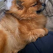 Tokyo participe au concours pour gagner de l'argent avec cette photo : dog, sleeping, fluffy, brown, pet, cozy, blanket, fur, resting, indoors, cute, canine, soft, comfort, relaxation, warm, snuggled, animal, companion, napping