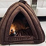 Tokyo a rejoint le concours — aidez-le/la à gagner de superbes lots ! dog, pet, brown, bed, indoor, cozy, cute, animal, resting, fur, canine, sleepy, cushion, comfort, home, floor, tent, relaxation, small_dog, furry