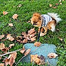 Tokyo a rejoint le concours — aidez-le/la à gagner de superbes lots ! dog, pomeranian, grass, leaves, fall, autumn, sweater, pet, outdoor, nature, small_dog, fur, greenery, leaf_litter, cute, animal, canine, walk, leash, park