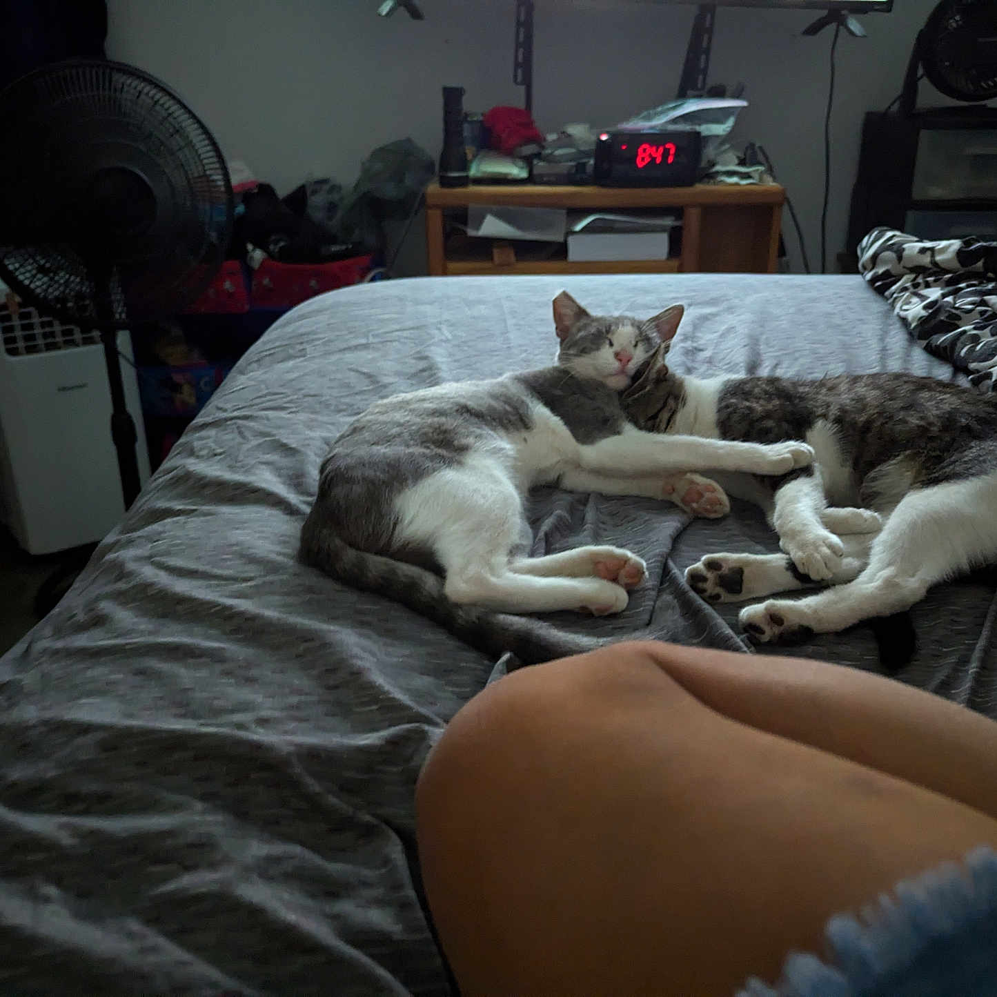 Tete And Chipper joined the competition — help win amazing prizes! abyssinian, accessories, animal, architecture, bag, bed, bedroom, blanket, building, cat, couch, furniture, indoors, kitten, livingroom, manx, person, pet, room, wood