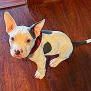 Hank joined the competition — help win amazing prizes! puppy, dog, white, gray, bandana, floor, wooden_floor, pet, animal, ears, cute, sitting, looking_up, indoor, young, canine, spot, nose, collar, domestic_animal
