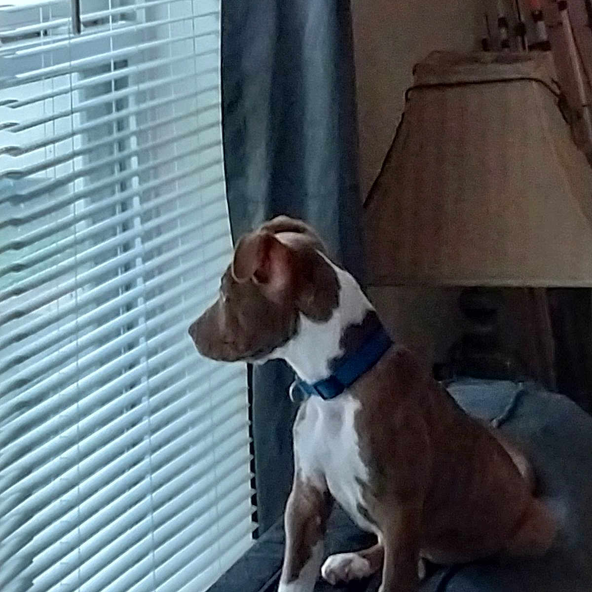 Capone joined the competition — help win amazing prizes! animal, bulldog, canine, couch, curtain, cushion, dog, homedecor, hound, indoors, interiordesign, lamp, lampshade, pet, plant, pottedplant, puppy, tablelamp, window, windowshade