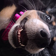 Alby participe au concours pour gagner de l'argent avec cette photo : dog, close_up, teeth, nose, whiskers, collar, pink_collar, fur, black_fur, brown_fur, white_fur, pet, animal, lying_down, blanket, texture, indoor, cute, canine, happy