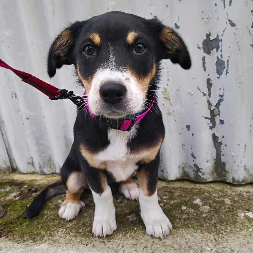 Alby a rejoint le concours — aidez-le/la à gagner de superbes lots ! animal, black, brown, collar, concrete, curious, cute, dog, ears, face, furry, leash, outdoor, pet, portrait, puppy, sitting, wall, white, young