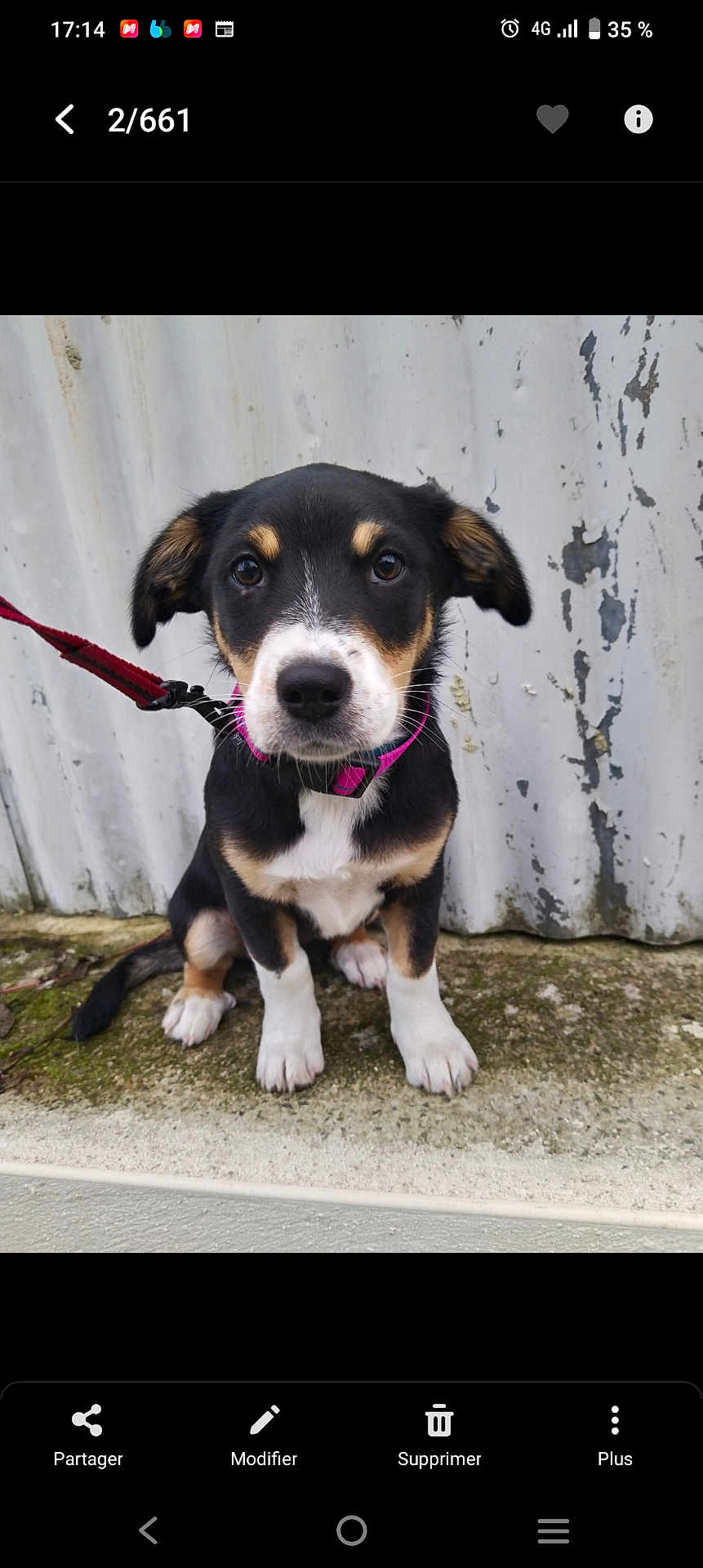 Alby a rejoint le concours — aidez-le/la à gagner de superbes lots ! puppy, dog, pet, collar, leash, outdoor, concrete, wall, curious, young, animal, black, white, brown, ears, sitting, portrait, cute, furry, face