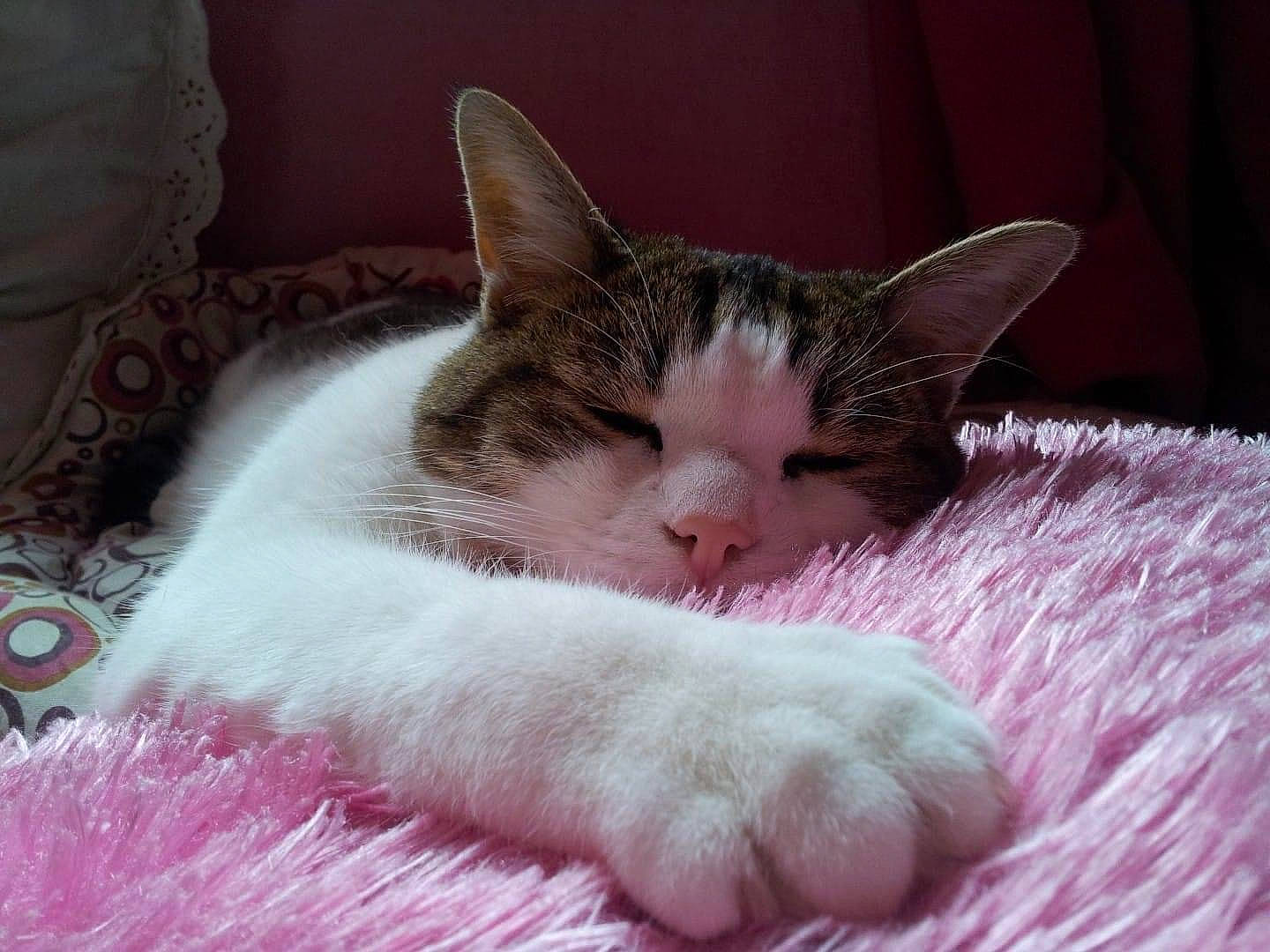 Pompon a rejoint le concours — aidez-le/la à gagner de superbes lots ! blanket, carnivore, cat, cat_supply, claw, comfort, domestic_short_haired_cat, felidae, fur, linens, nap, paw, sleep, small_to_medium_sized_cats, snout, tail, textile, whiskers