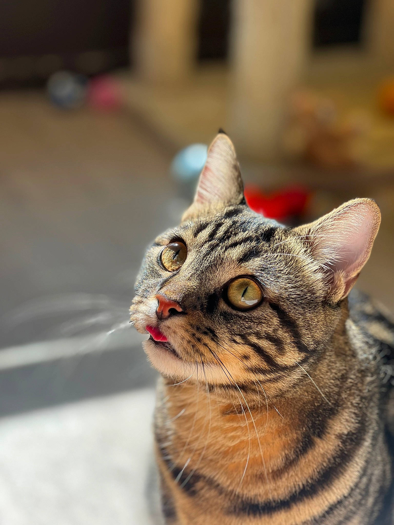 Cookie participe au concours pour gagner de l'argent avec cette photo : carnivore, cat, domestic_short_haired_cat, felidae, fur, small_to_medium_sized_cats, snout, terrestrial_animal, vertebrate, whiskers, wildlife, window