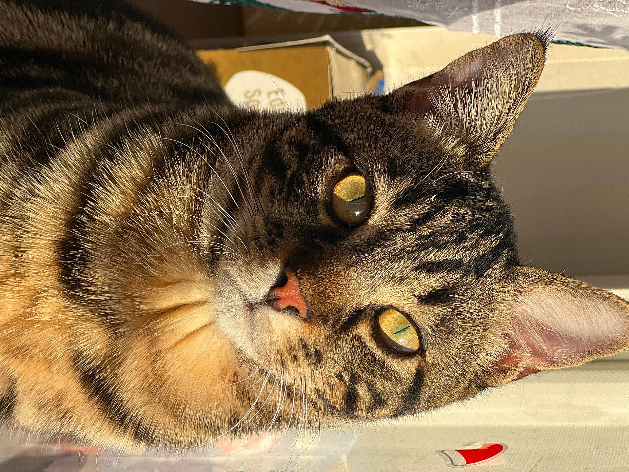 Cookie a rejoint le concours — aidez-le/la à gagner de superbes lots ! carnivore, cat, comfort, domestic_short_haired_cat, felidae, fur, paw, small_to_medium_sized_cats, snout, terrestrial_animal, whiskers