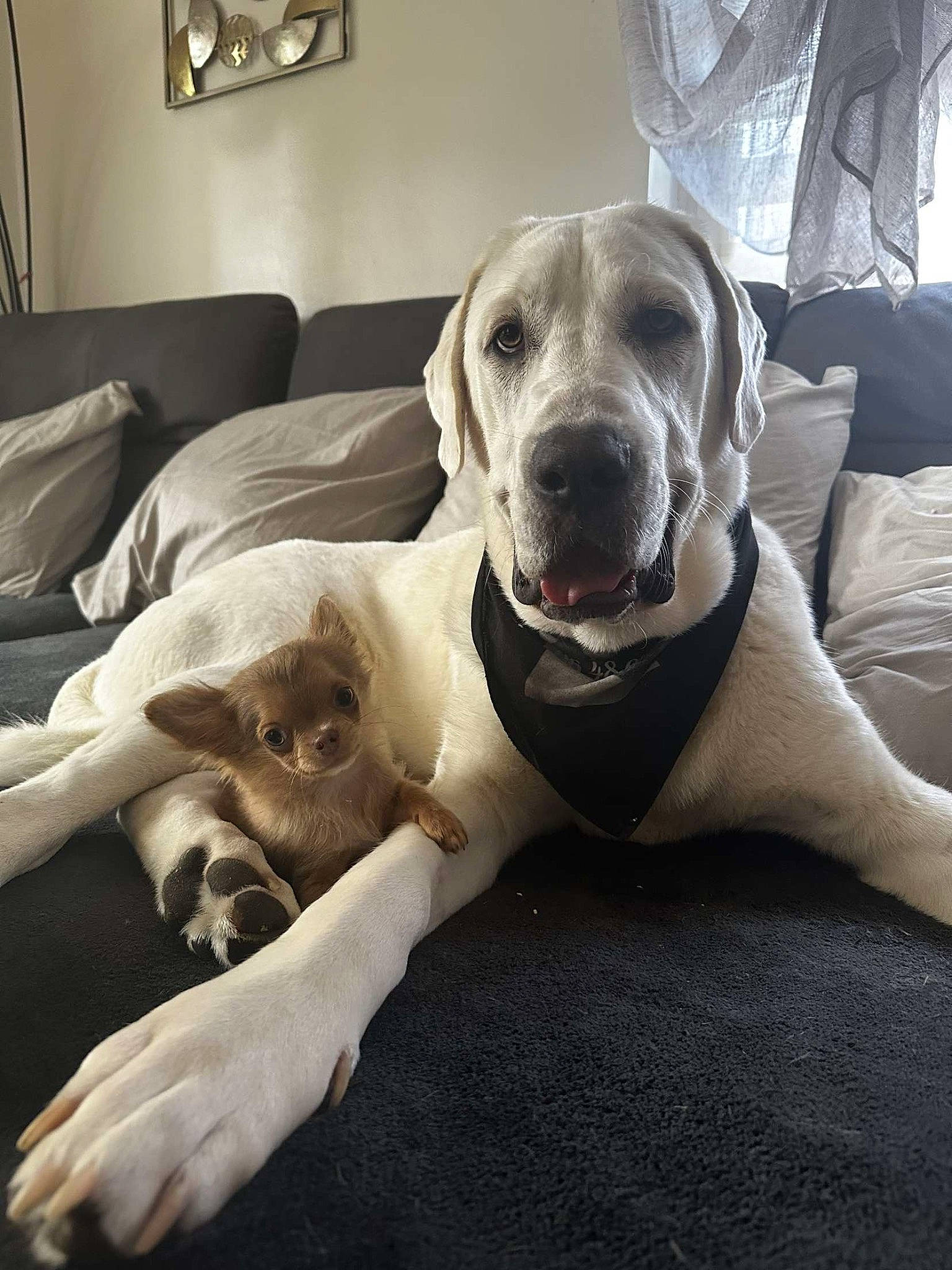 Yéti a rejoint le concours — aidez-le/la à gagner de superbes lots ! canidae, carnivore, collar, comfort, companion_dog, couch, dog, dog_breed, dog_collar, dog_supply, fawn, flooring, fur, guard_dog, metal, picture_frame, snout, sporting_group, whiskers, working_animal