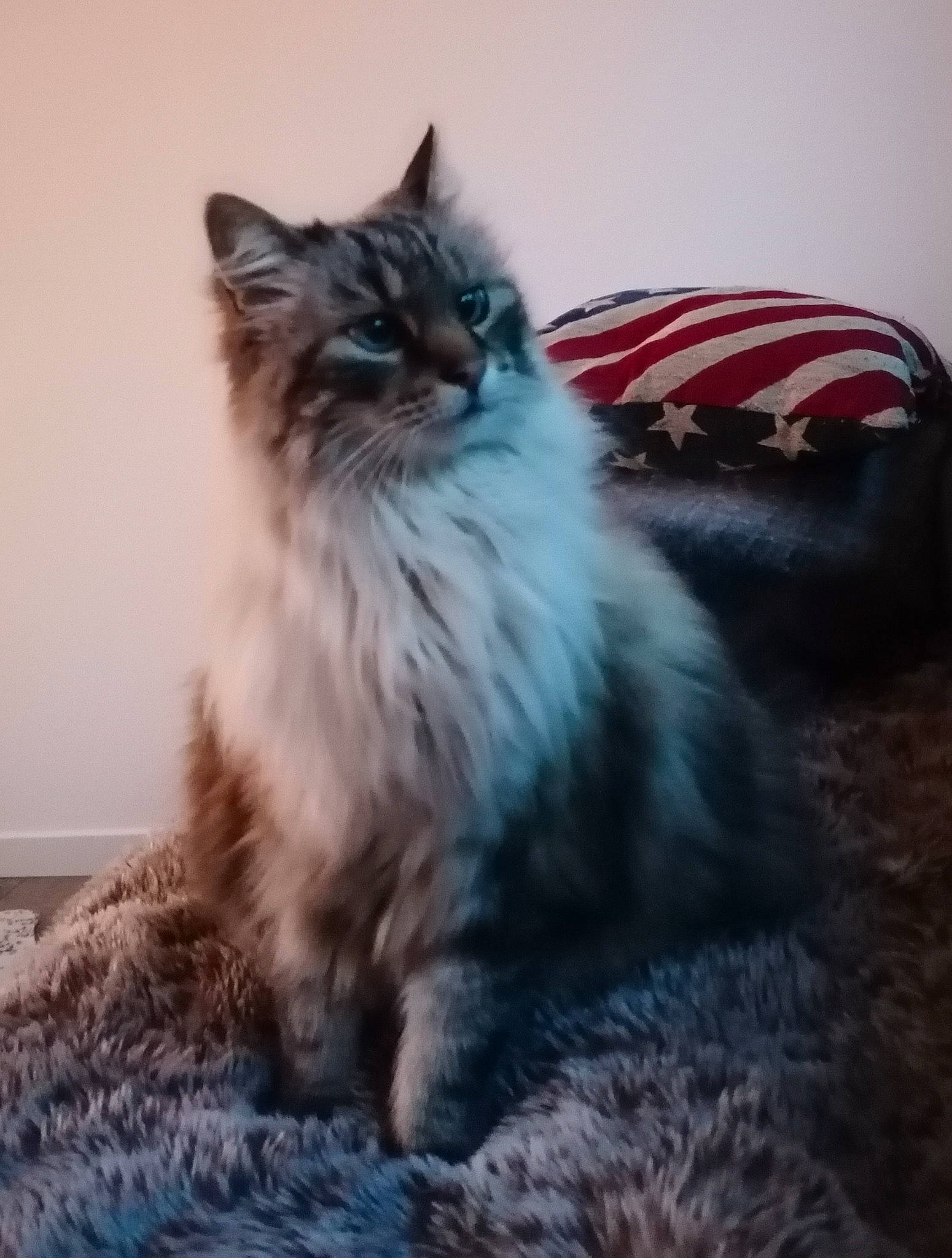 Lucky participe au concours pour gagner de l'argent avec cette photo : art, british_longhair, carnivore, cat, claw, comfort, electric_blue, felidae, fur, grey, maine_coon, sitting, small_to_medium_sized_cats, snout, tail, terrestrial_animal, whiskers, window