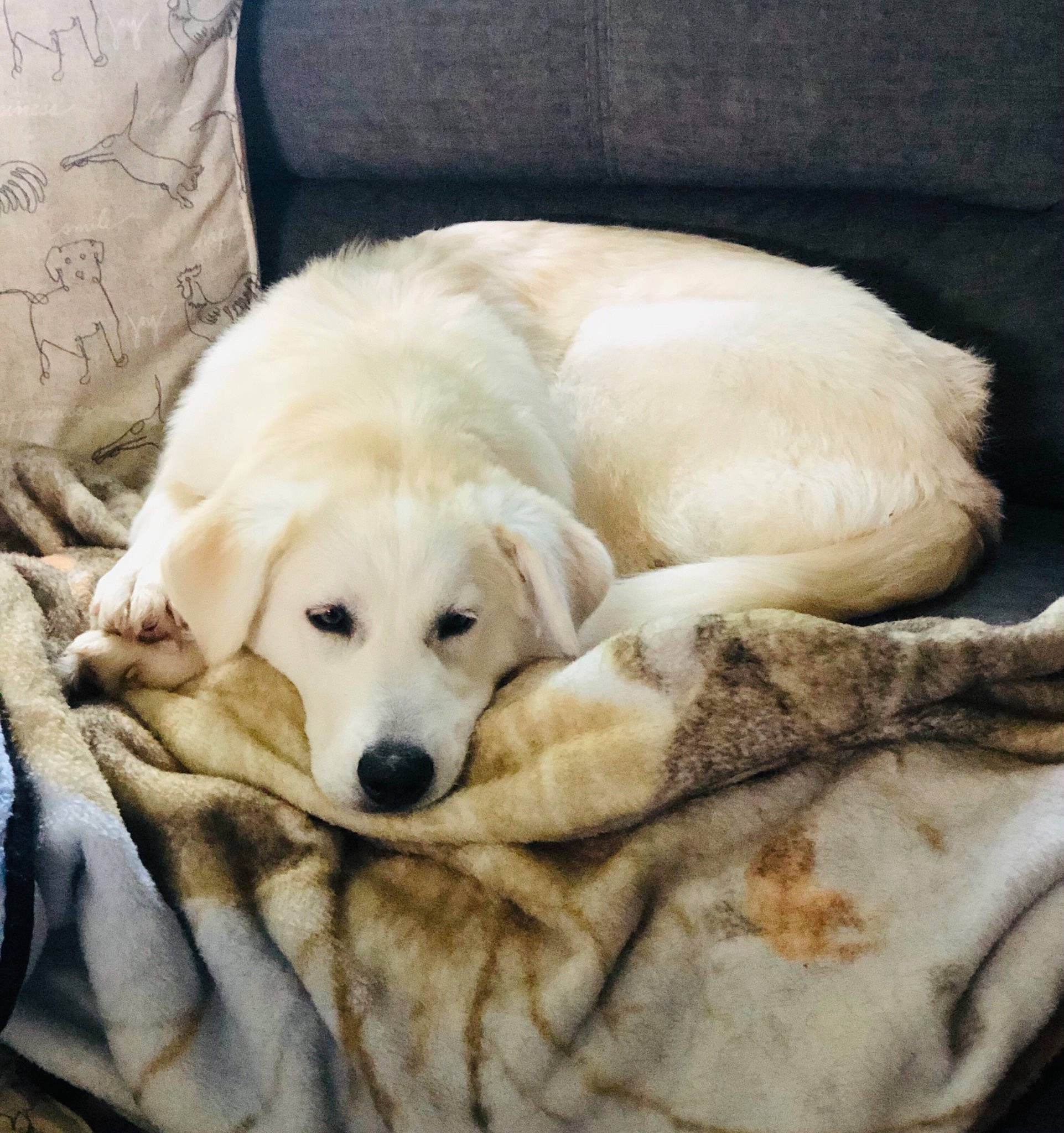 Gracie joined the competition — help win amazing prizes! canidae, carnivore, comfort, companion_dog, dog, dog_breed, dog_supply, fawn, flooring, fur, labrador_retriever, nap, pet_supply, polish_tatra_sheepdog, retriever, snout, sporting_group, terrestrial_animal, whiskers, working_animal