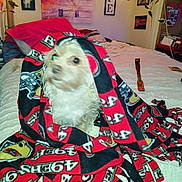 Hope is registered to the contest to win money with this photo: dog, blanket, bed, indoor, wall_art, decor, framed_picture, text, red, black, white, furniture, pet, cozy, home, comfort, fabric, animal, small_dog, blur