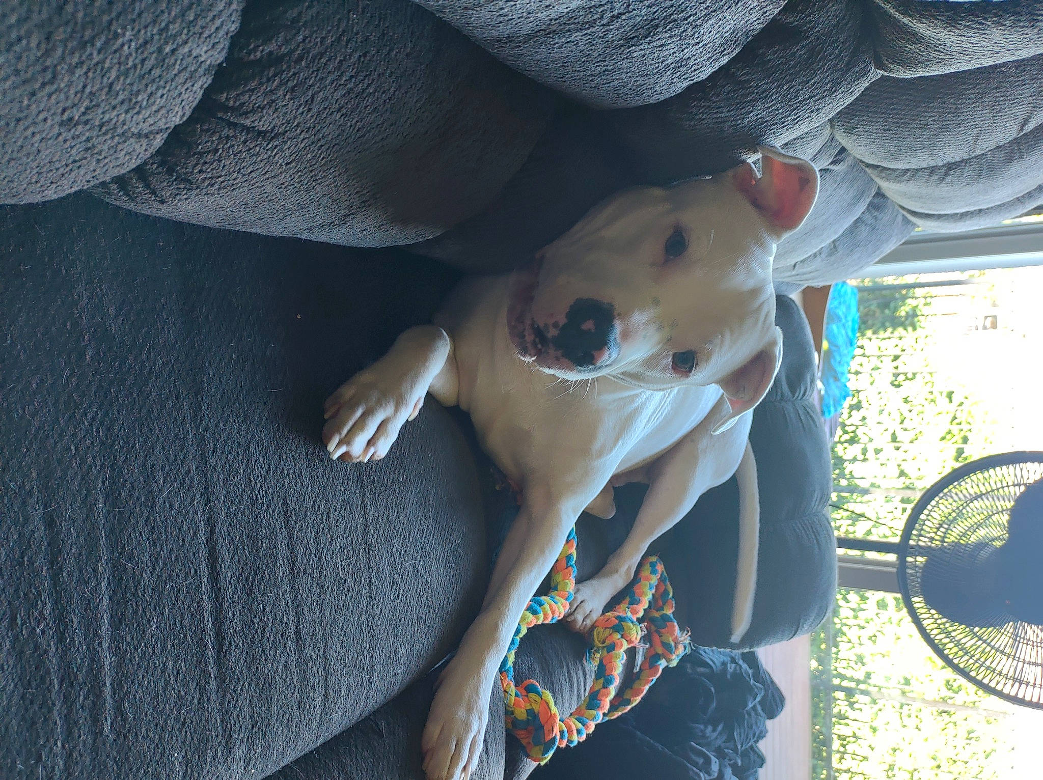 Chico joined the competition — help win amazing prizes! carnivore, child, comfort, companion_dog, dog, fur, grass, hat, human_leg, linens, pattern, plant, stuffed_toy, sun_hat, sunglasses, tail, textile, toy, tree