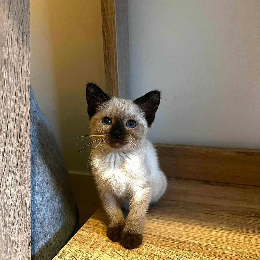 Ava participe au concours pour gagner de l'argent avec cette photo : animal, canine, cat, dog, hardwood, indoors, interiordesign, kitten, manx, pet, plywood, siamese, wood