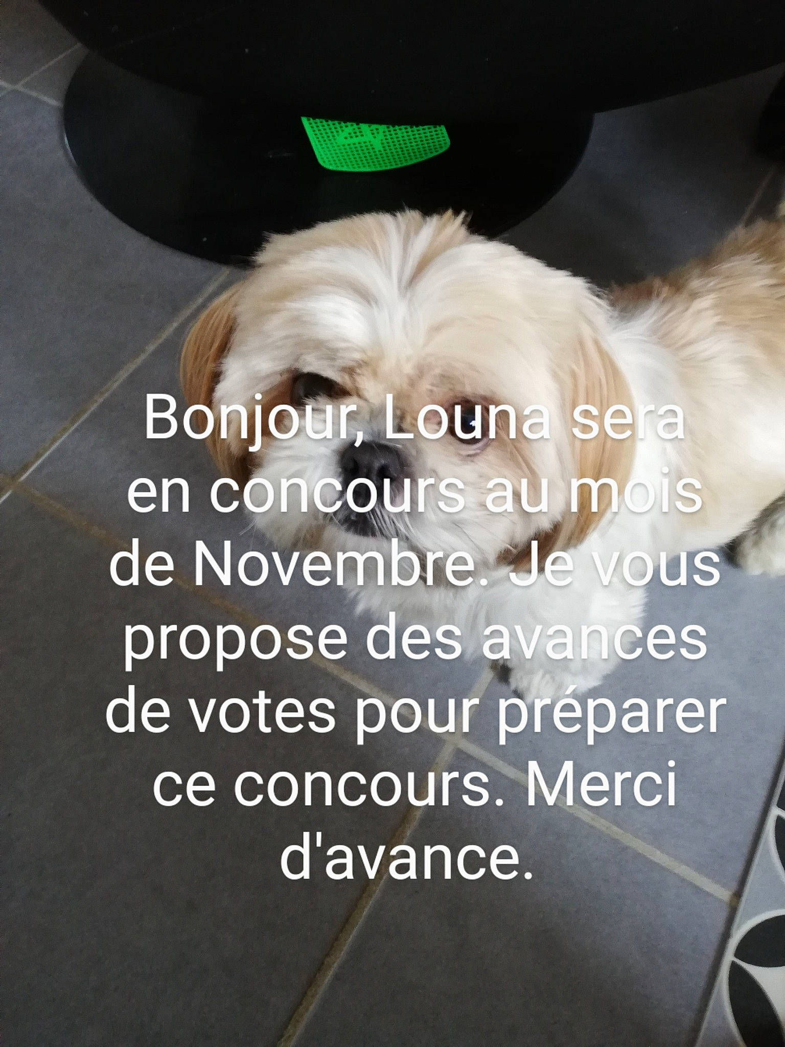 Louna a rejoint le concours — aidez-le/la à gagner de superbes lots ! carnivore, companion_dog, dog, dog_breed, fashion_accessory, font, fur, liver, photo_caption, sleeve, terrestrial_animal, working_animal