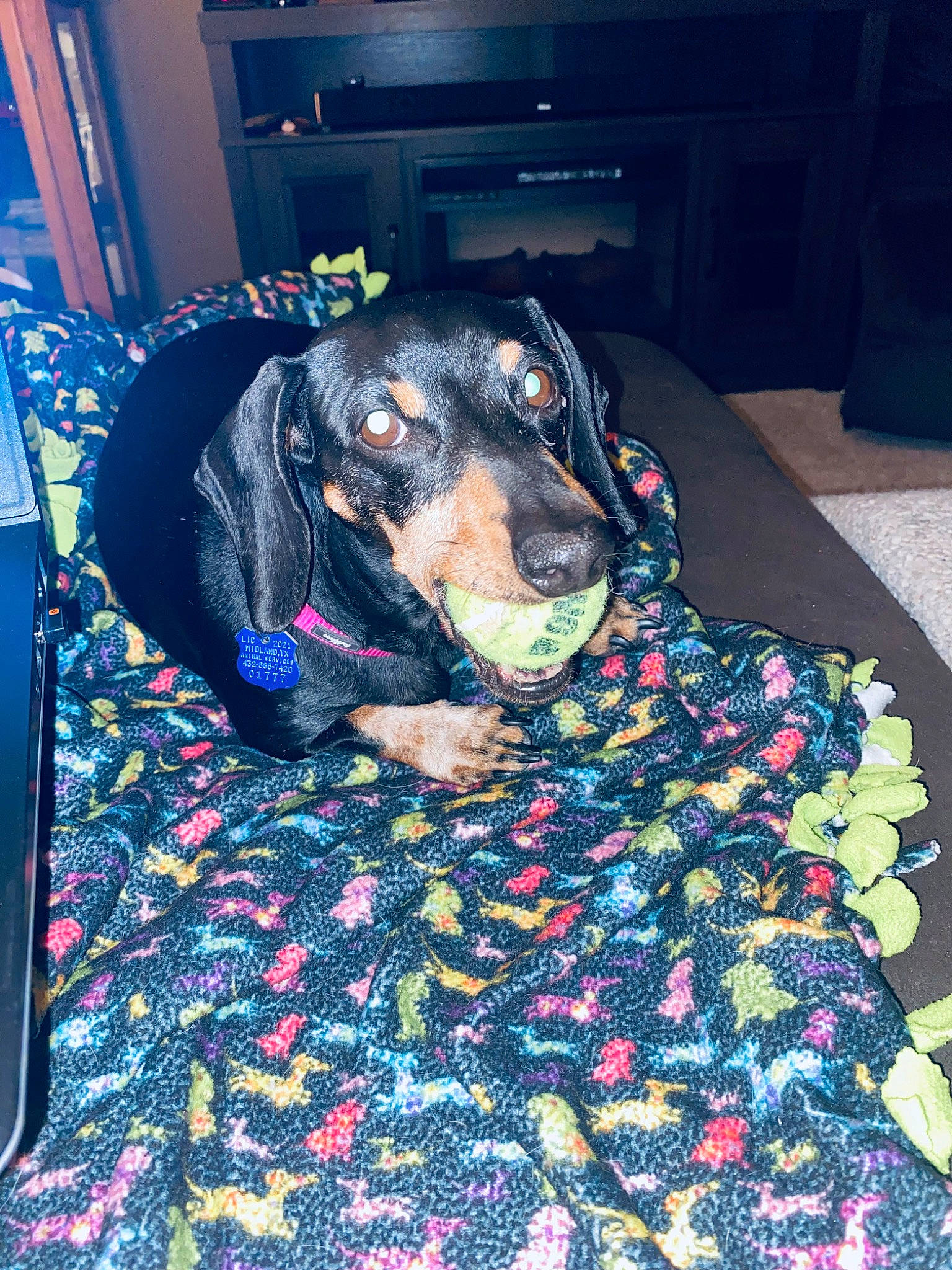 Duchess is registered to the contest to win money with this photo: canidae, carnivore, comfort, companion_dog, dog, dog_breed, dog_supply, electric_blue, flooring, fur, guard_dog, pattern, pet_supply, snout, sporting_group, whiskers, working_animal, working_dog