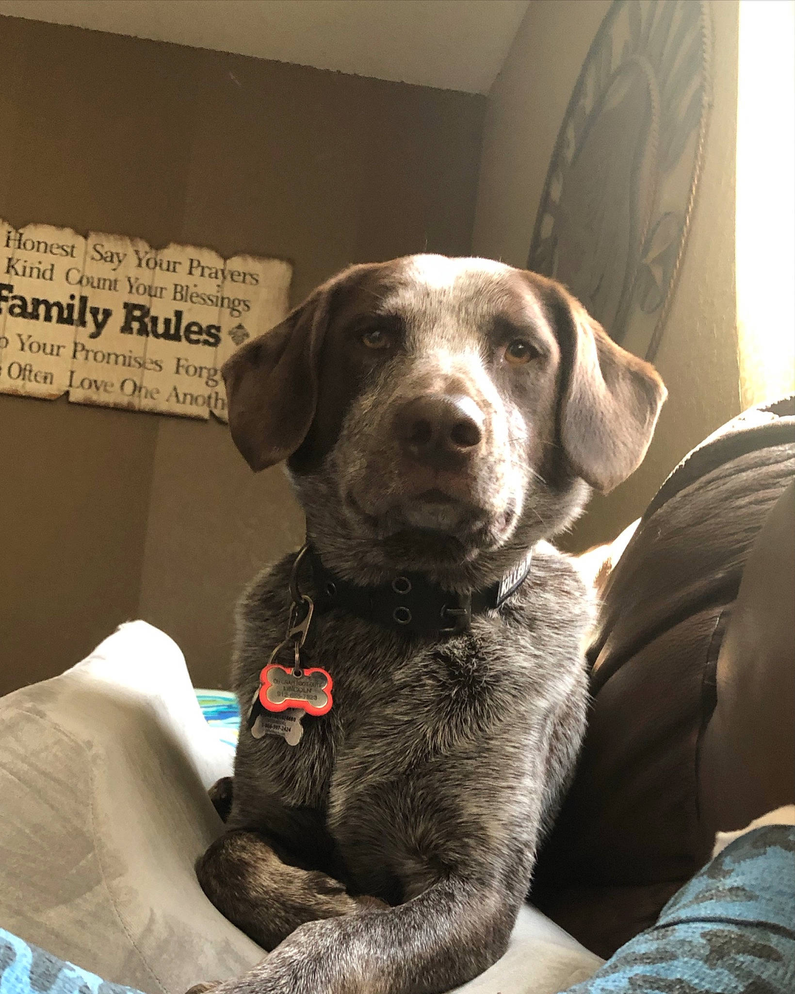 Lincoln is registered to the contest to win money with this photo: beagador, canidae, carnivore, dog, dog_breed, german_shorthaired_pointer, hunting_dog, labrador_retriever, mammal, pointer, pointing_breed, retriever, snout, sporting_group, vertebrate