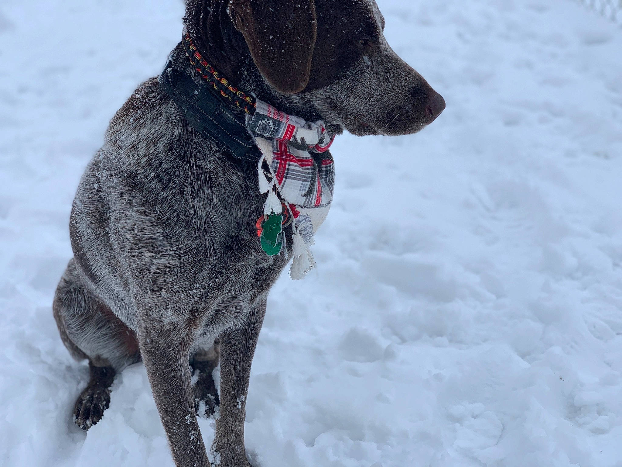 Lincoln is registered to the contest to win money with this photo: carnivore, collar, dog, dog_breed, dog_collar, dog_supply, freezing, gun_dog, leash, mammal, pet_supply, pointing_breed, precipitation, snout, snow, sporting_group, vertebrate, whiskers, winter, working_animal