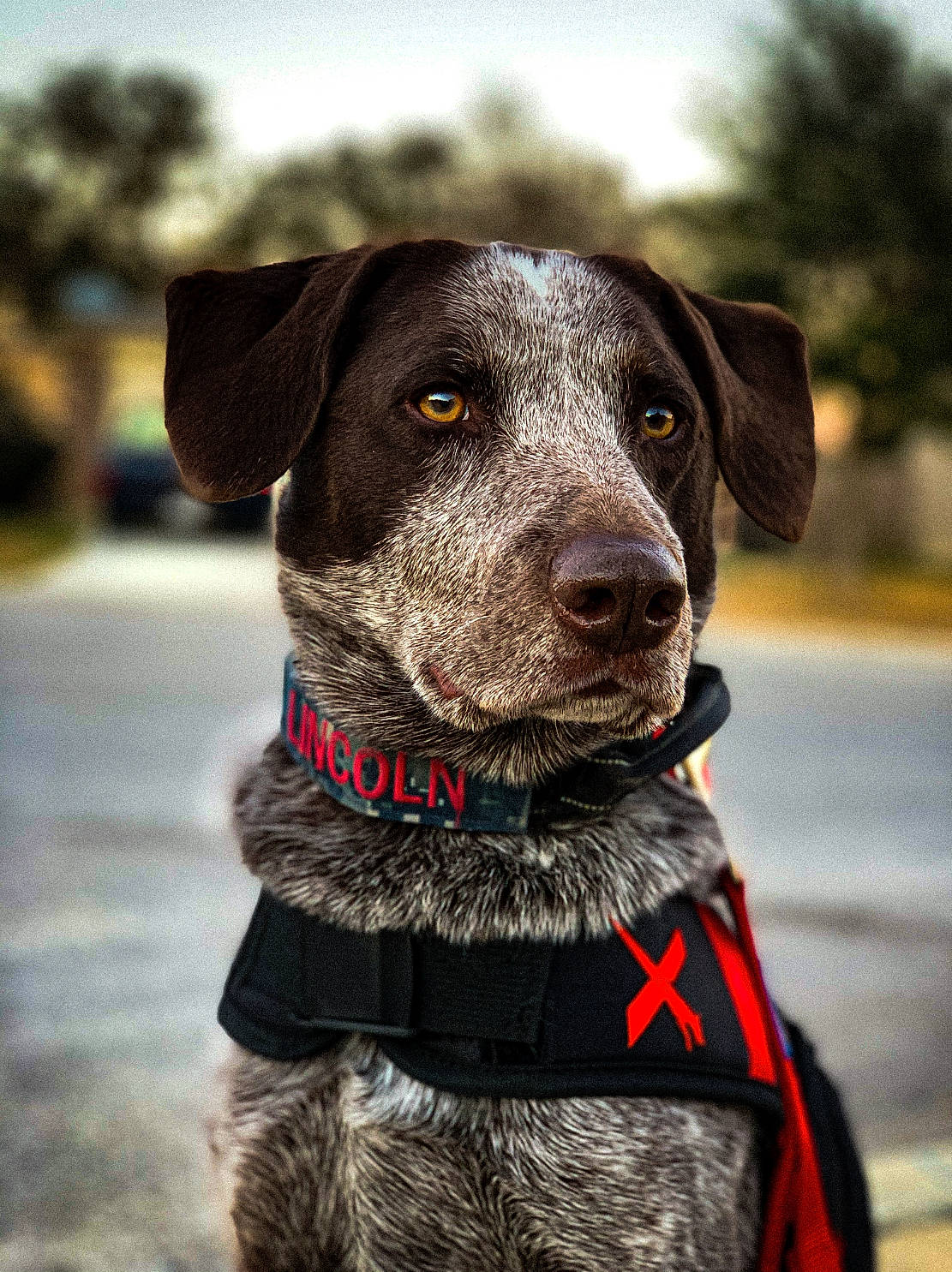 Lincoln joined the competition — help win amazing prizes! borador, canidae, carnivore, collar, companion_dog, dog, dog_breed, dog_collar, dog_supply, fashion_accessory, gun_dog, leash, personal_protective_equipment, pet_supply, plant, pointing_breed, snout, sporting_group, working_animal, working_dog
