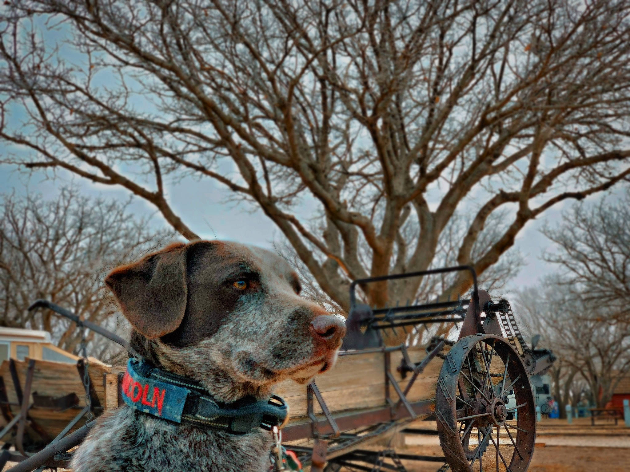 Lincoln joined the competition — help win amazing prizes! automotive_tire, carnivore, collar, companion_dog, dog, dog_breed, dog_collar, fashion_accessory, fawn, fender, leash, liver, motor_vehicle, pet_supply, sky, sporting_group, tree, twig, wheel, working_animal