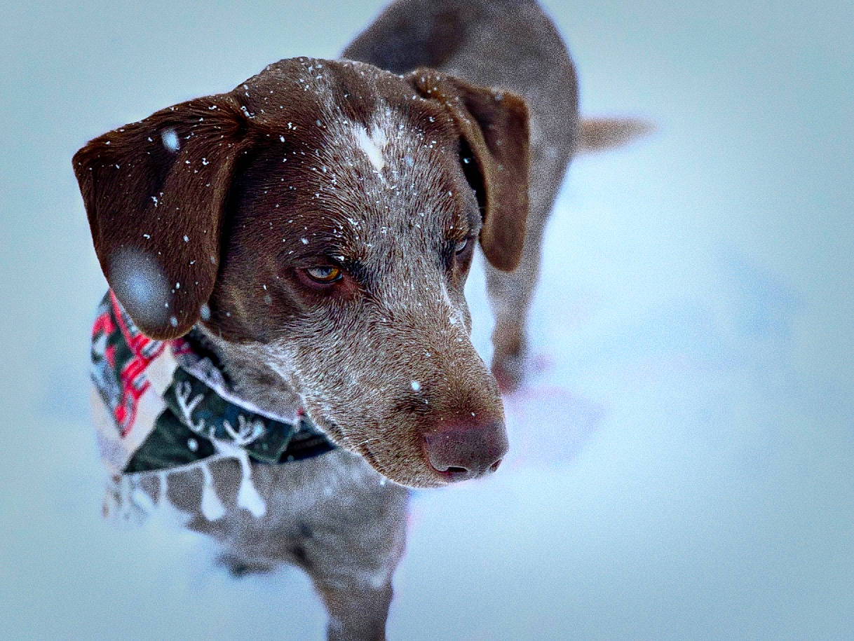 Lincoln is registered to the contest to win money with this photo: balance, canidae, carnivore, collar, companion_dog, dog, dog_breed, dog_collar, dog_supply, eye, fawn, leash, liver, pet_supply, snout, snow, sporting_group, whiskers, winter, working_animal