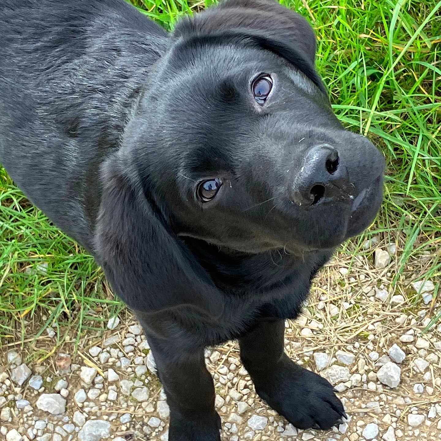 Viny a rejoint le concours — aidez-le/la à gagner de superbes lots ! animal, canine, cockerspaniel, dog, field, grass, grassland, green, hound, labradorretriever, nature, outdoors, pebble, pet, plant, puppy, rock, slate, snout, soil