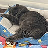Carly joined the competition — help win amazing prizes! animal, blanket, cartoon_characters, cat, comfort, cozy, cute, domestic_cat, floor, fur, gray_cat, heart_shapes, home, indoor, nap, pet_bed, relaxation, resting, sleeping, soft_texture