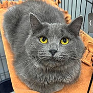 Carly is registered to the contest to win money with this photo: animal, blanket, cage, cat, close_up, cute, domestic_animal, feline, fluffy, fur, gray_cat, indoor, looking_at_camera, orange_blanket, pet, portrait, resting, sitting, whiskers, yellow_eyes