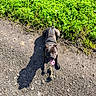 Uriah a rejoint le concours — aidez-le/la à gagner de superbes lots ! animal, boxer, bulldog, canine, dog, grass, gravel, green, hound, labradorretriever, nature, outdoors, pet, plant, puppy, road, soil, summer, terrier, vegetation