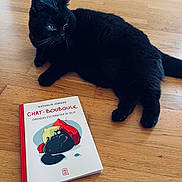 Gaudie a rejoint le concours — aidez-le/la à gagner de superbes lots ! black_cat, cat, wooden_floor, book, animal, pet, indoor, floor, relaxing, lying_down, feline, cover_art, illustration, reading, domestic_cat, cute, cozy, companion, still_life, calm