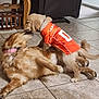 dog, golden_retriever, puppy, playful, indoor, floor, tile, jersey, orange_clothing, pet, animal, mammal, collar, furniture, living_room, play, young_dog, canine, cute, fun
