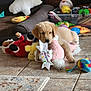 Maui is registered to the contest to win money with this photo: puppy, dog, golden_retriever, toy, plush_toy, floor, tile, indoor, pet, cute, playful, resting, brown, beige, animal, domestic_animal, carpet, colorful, relaxed, young