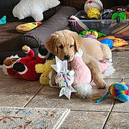Maui is registered to the contest to win money with this photo: puppy, dog, golden_retriever, toy, plush_toy, floor, tile, indoor, pet, cute, playful, resting, brown, beige, animal, domestic_animal, carpet, colorful, relaxed, young