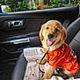 dog, puppy, golden_retriever, orange_jersey, car_interior, blanket, seat, leash, smiling, tongue_out, happy, pet, window, trees, daylight, black_leather_seat, collar, front_passenger_seat, vehicle, cute